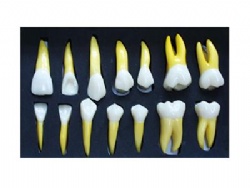HG-D10 4 Times Permanent Anatomical(Right Side 14PCS)